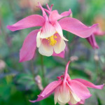 Aquilegia caerulea Spring Magic Rose and White Orlik niebieski Spring Magic Rose and White