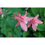 Aquilegia caerulea Spring Magic Rose and White Orlik niebieski Spring Magic Rose and White