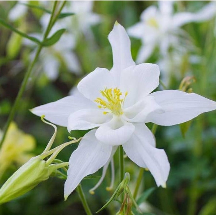 Aquilegia caerulea Spring Magic White Orlik niebieski Spring Magic White