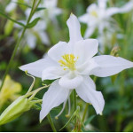 Aquilegia caerulea Spring Magic White Orlik niebieski Spring Magic White