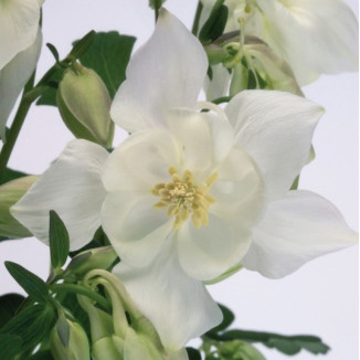 Aquilegia caerulea Spring Magic White Orlik niebieski Spring Magic White