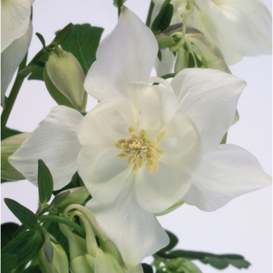 Aquilegia caerulea Spring Magic White Orlik niebieski Spring Magic White