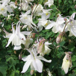 Aquilegia caerulea Spring Magic White Orlik niebieski Spring Magic White