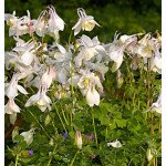 Aquilegia caerulea Spring Magic White Orlik niebieski Spring Magic White