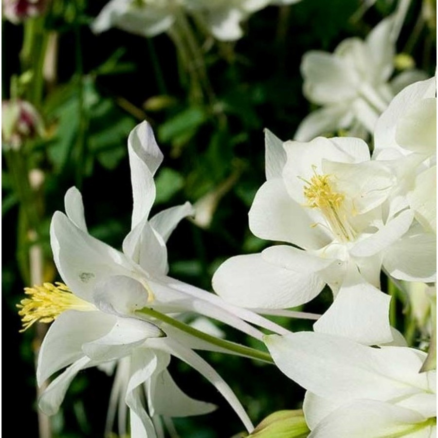 Aquilegia caerulea Spring Magic White Orlik niebieski Spring Magic White