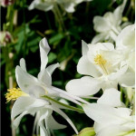 Aquilegia caerulea Spring Magic White Orlik niebieski Spring Magic White