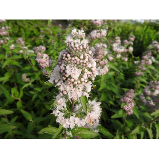 Caryopteris Dark Knight Barbula