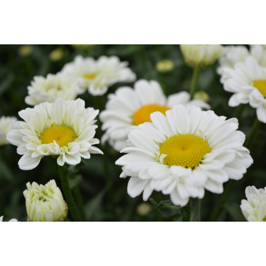 Leucanthemum superbum Real Dream Złocień