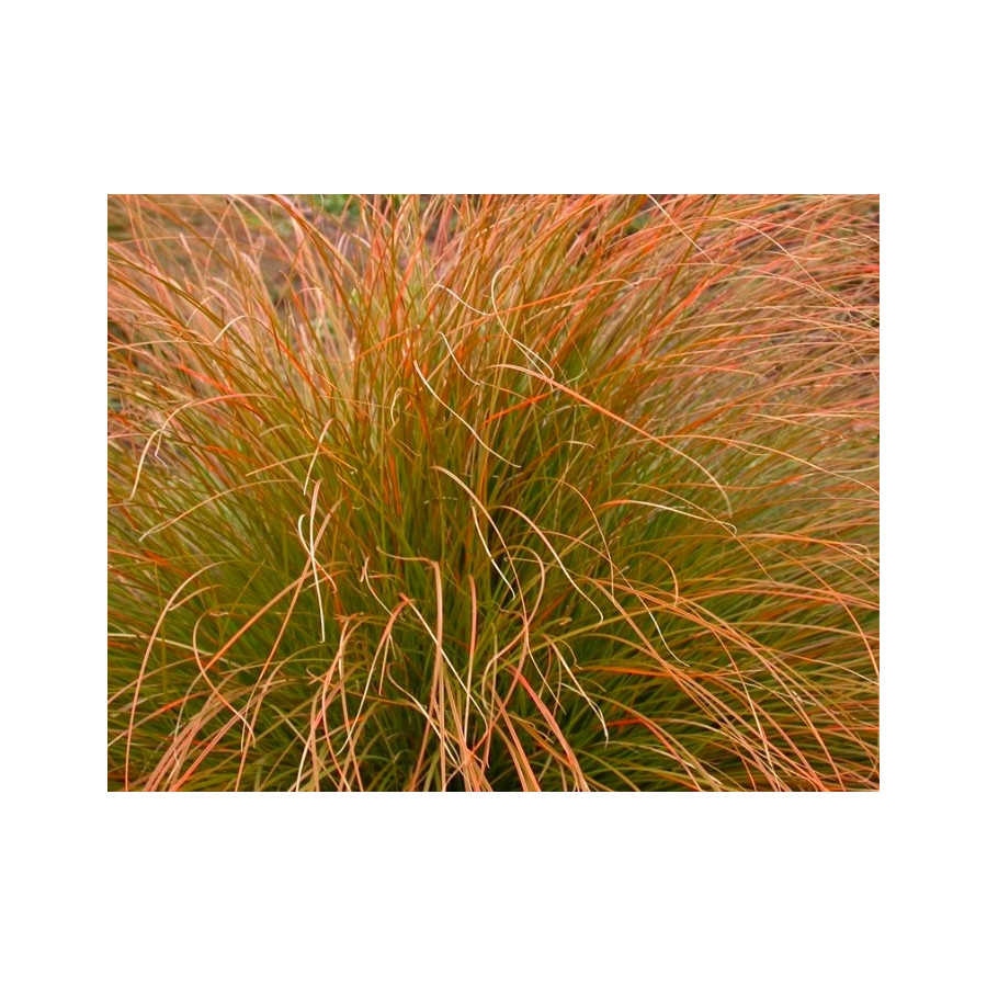 Carex buchananii