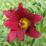 Pulsatilla vulgaris Rubra Sasanka zwyczajna Pulsatilla vulgaris Rubra Sasanka zwyczajna