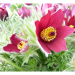 Pulsatilla vulgaris Rubra Sasanka zwyczajna Pulsatilla vulgaris Rubra Sasanka zwyczajna