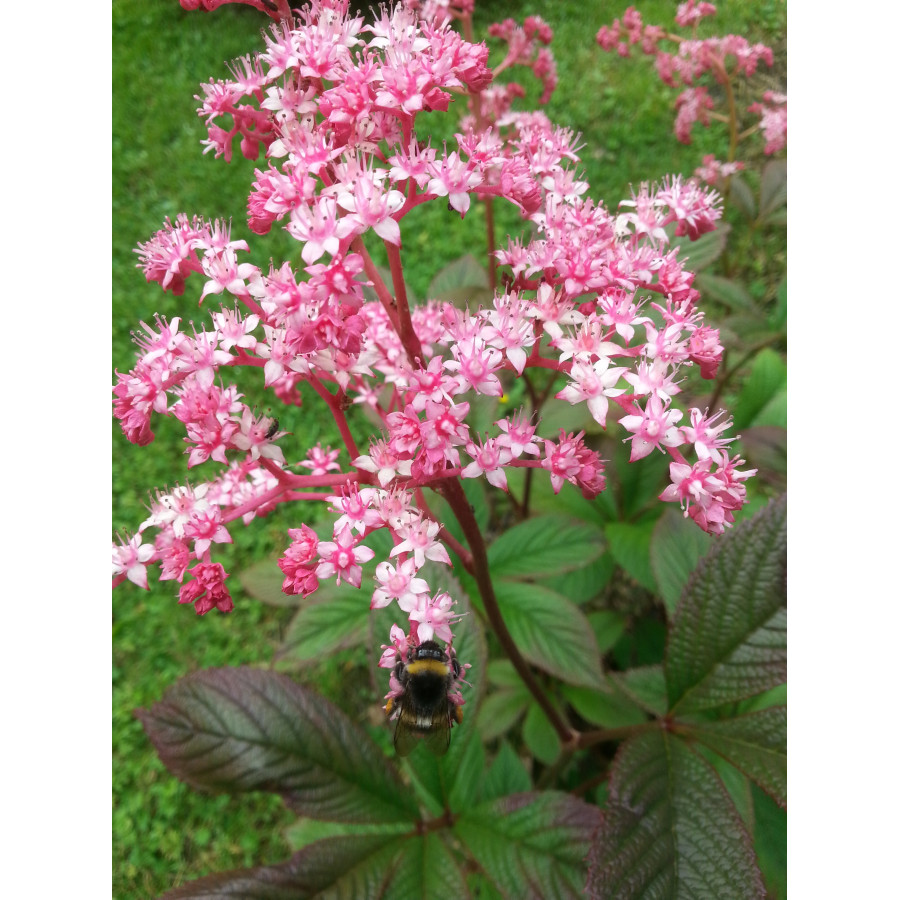 Rodgersia aesculifolia Rodgersja kasztanowcolistna