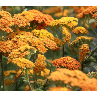 Achillea millefolium Terracota Krwawnik pospolity