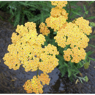 Achillea millefolium Terracota Krwawnik pospolity