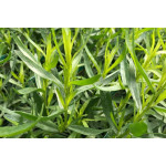 Artemisia stelleriana Bylica