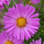 Aster dumosus Heinz Richard Aster krzaczasty