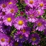 Aster dumosus Heinz Richard Aster krzaczasty