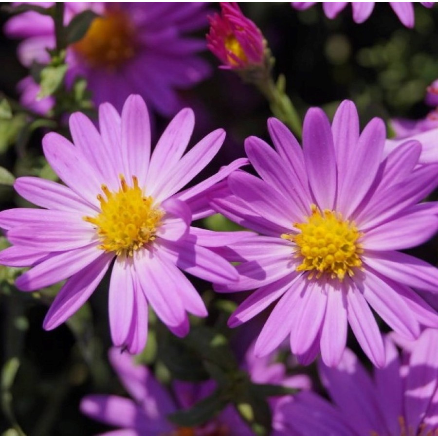 Aster dumosus Heinz Richard Aster krzaczasty