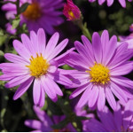 Aster dumosus Heinz Richard Aster krzaczasty