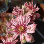 Sempervivum Pacific Taffy Pink