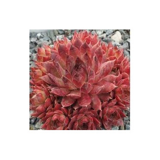 Sempervivum Pearl Rojnik