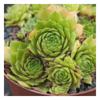 Sempervivum Picos de Urbion Rojnik