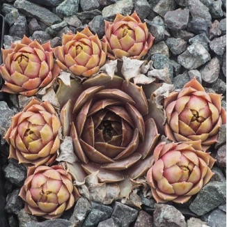 Sempervivum Pink Symbol Rojnik