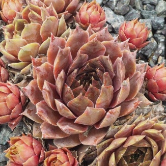 Sempervivum Prizncess Rose Rojnik