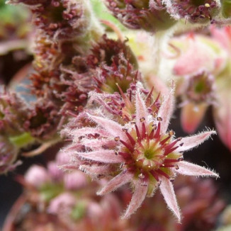 Sempervivum Peublo Rojnik