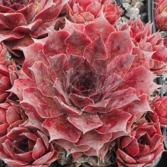 Sempervivum Peublo Rojnik