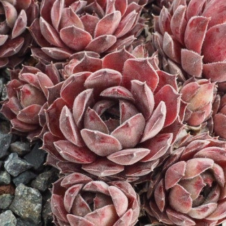 Sempervivum Purdy Rojnik