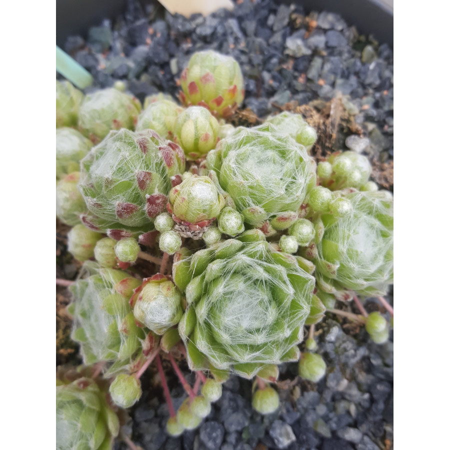 Sempervivum Osorno Rojnik