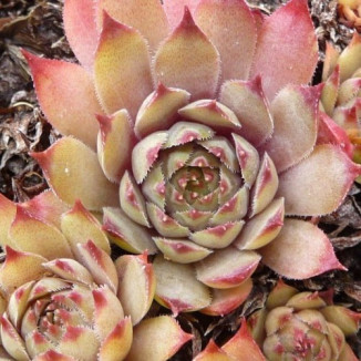 Sempervivum Noertoft's Beauty Rojnik