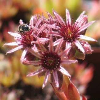 Sempervivum Noertoft's Beauty Rojnik