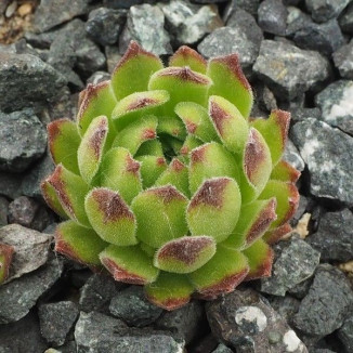 Sempervivum Nunatak Rojnik