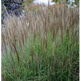 Miscanthus sinensis Positano Miskant chiński