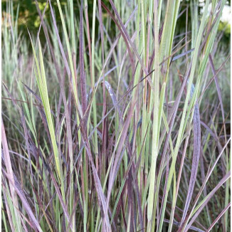 Schizachyrium Twilight Zone Palczatka miotlasta