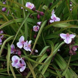 Tradescantia andersoniana...
