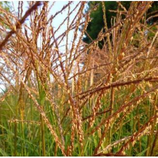 Miscanthus sinesis Zwerg Zebra Miskant chiński