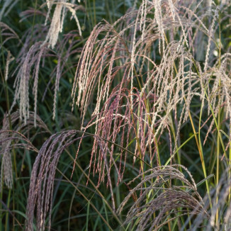 Miscanthus sinesis Werner Neufliess Miskant chiński