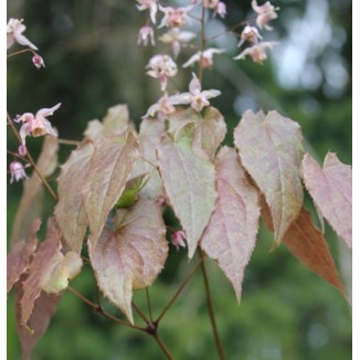 Epimedium Asiatic hybrid Epimedium