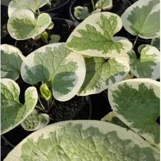 Brunnera macrophylla Variegata Brunnera wielkolistna