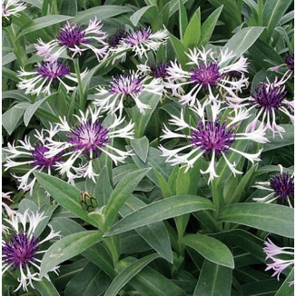 Centaurea montana Amethyst in Snow Chaber górski