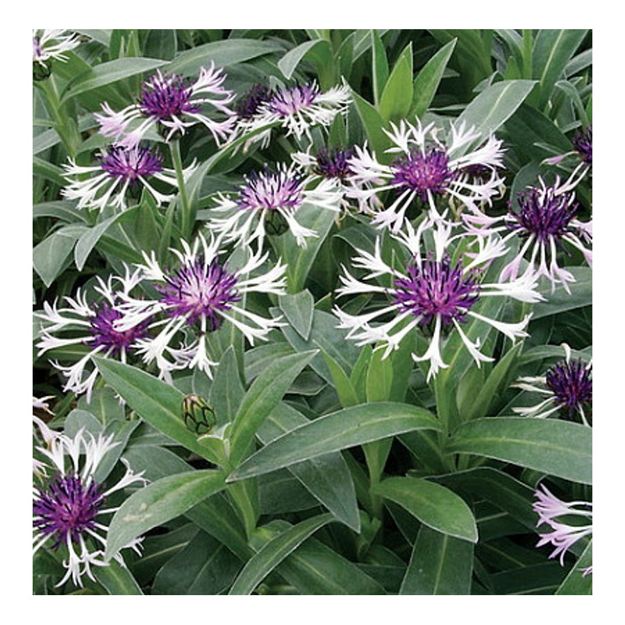 Centaurea montana Amethyst in Snow Chaber górski