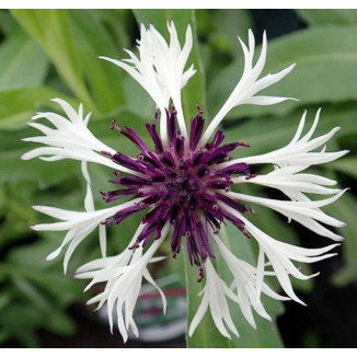 Centaurea montana Amethyst in Snow Chaber górski