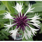 Centaurea montana Amethyst in Snow Chaber górski