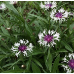 Centaurea montana Amethyst in Snow Chaber górski