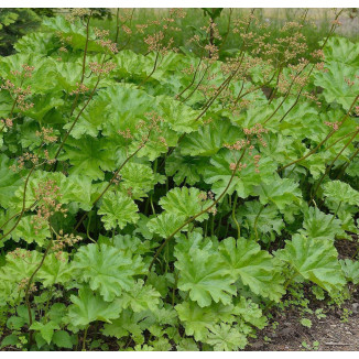 Darmera peltata Tarczownica tarczowata