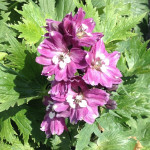 Delphinium Magic Fountain Deep Rose White Bee Ostróżka Delphinium Magic Fountain Deep Rose White Bee Ostróżka