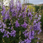 Adenophora latifolia  Gaudi Violet Dzwonecznik